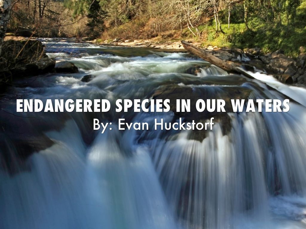 Endangered species in our waters