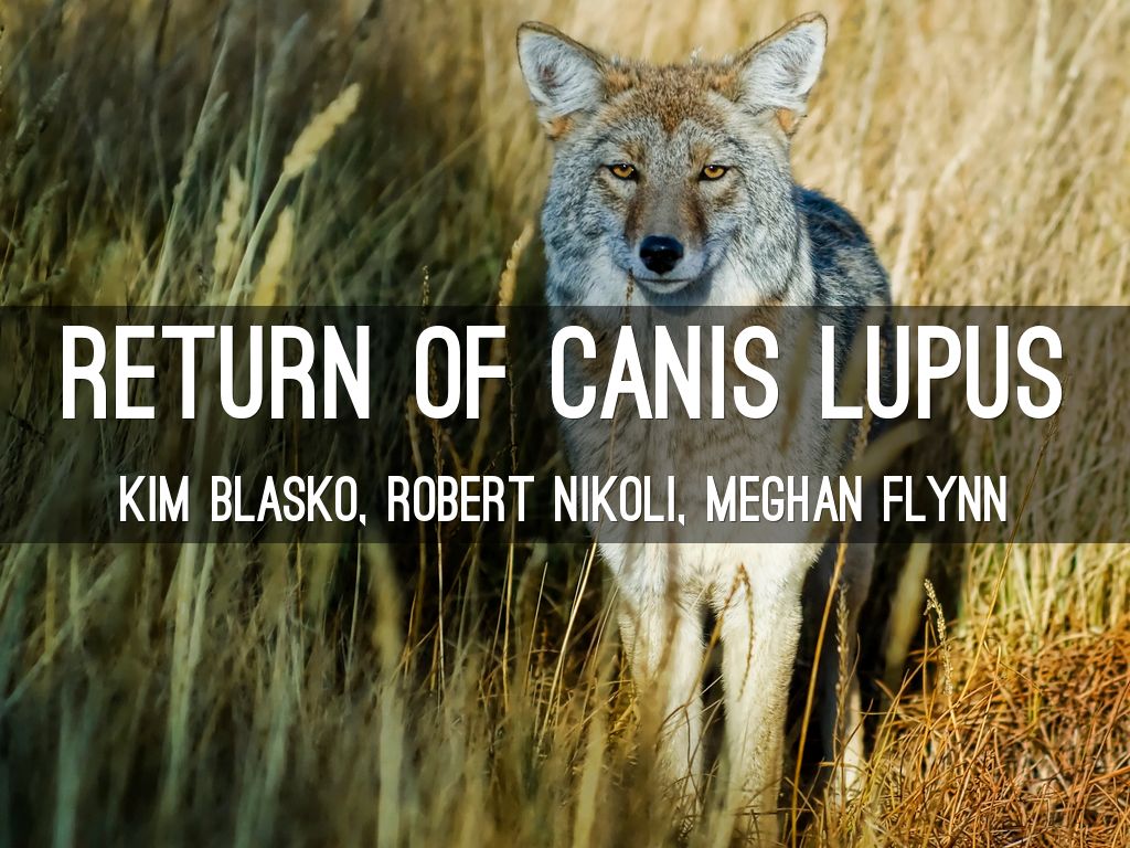 Return of Canis Lupus