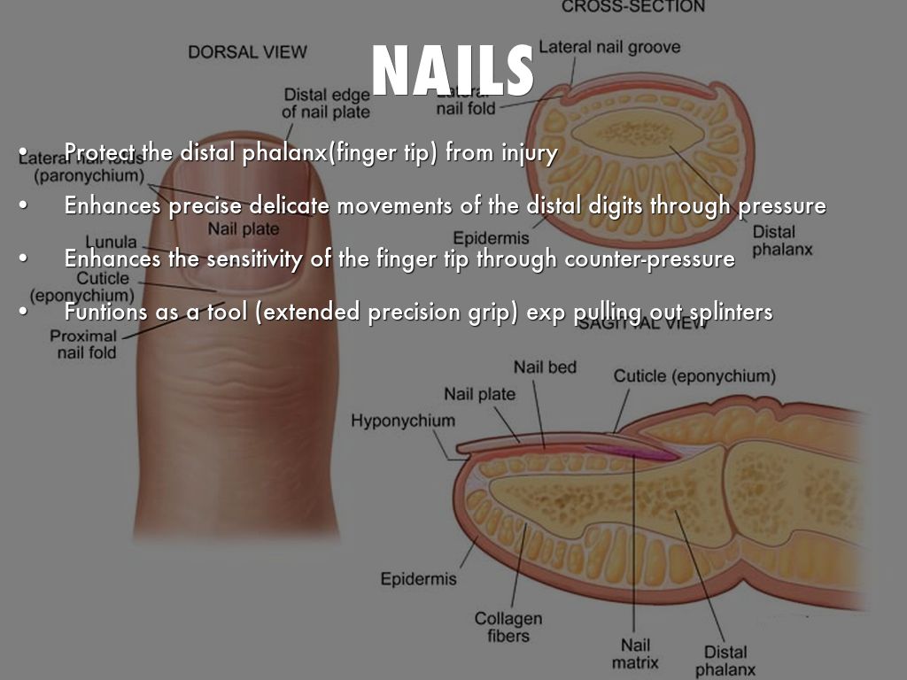 Immune and Integumentary Systems by alexandrataylorrrr