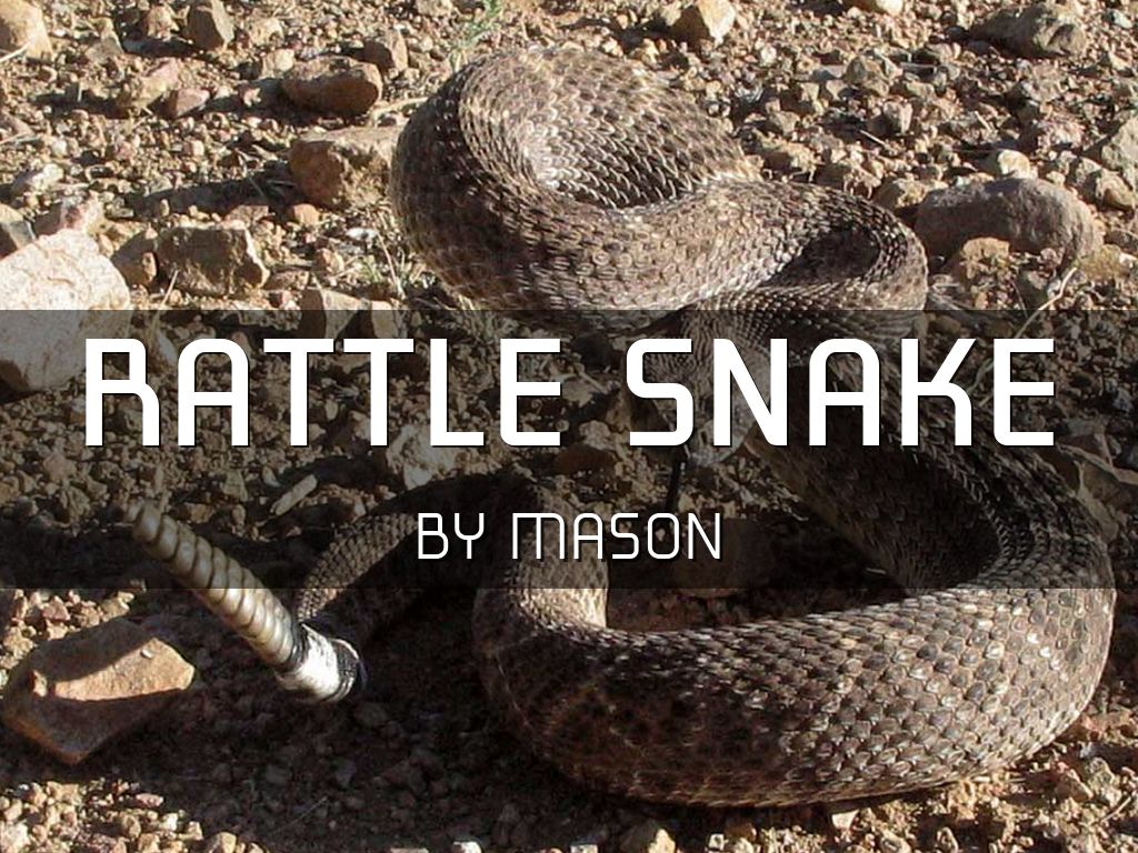 Rattle Snake by Mason Dougherty