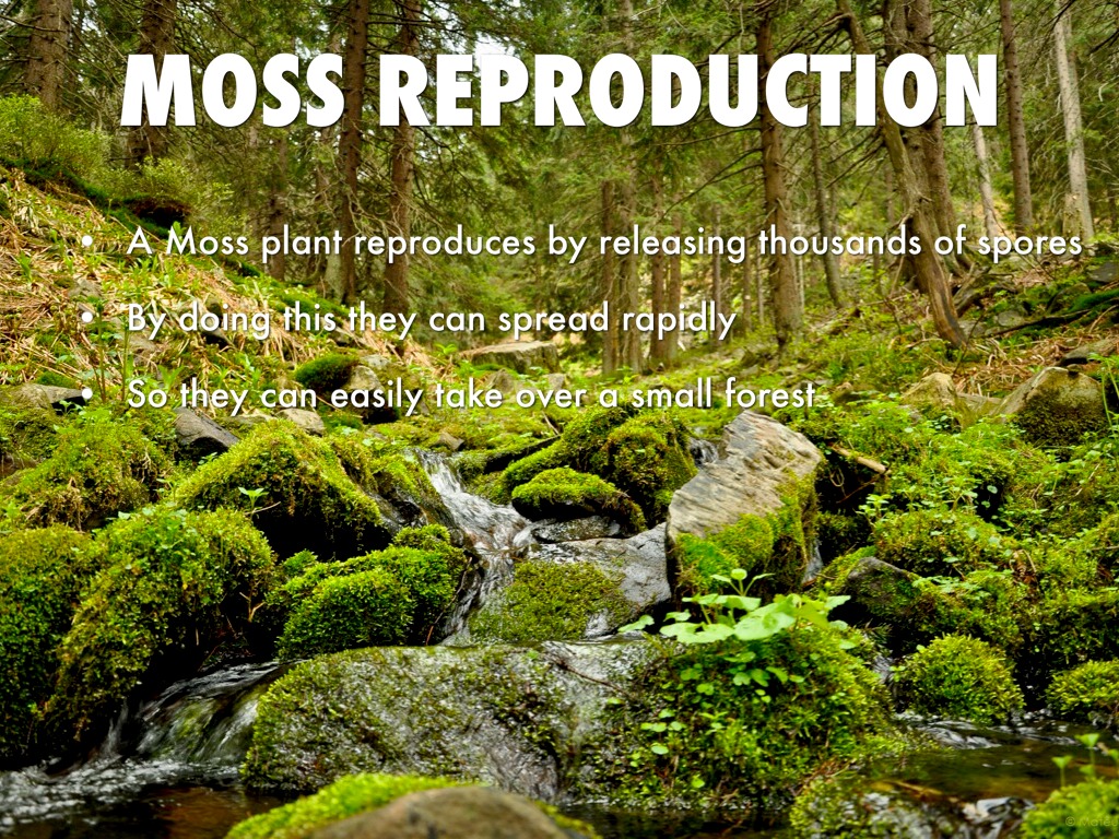 Where Can Moss Grow by Josiah Jasso