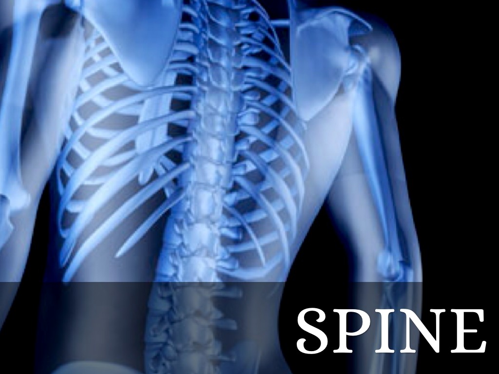 Spine