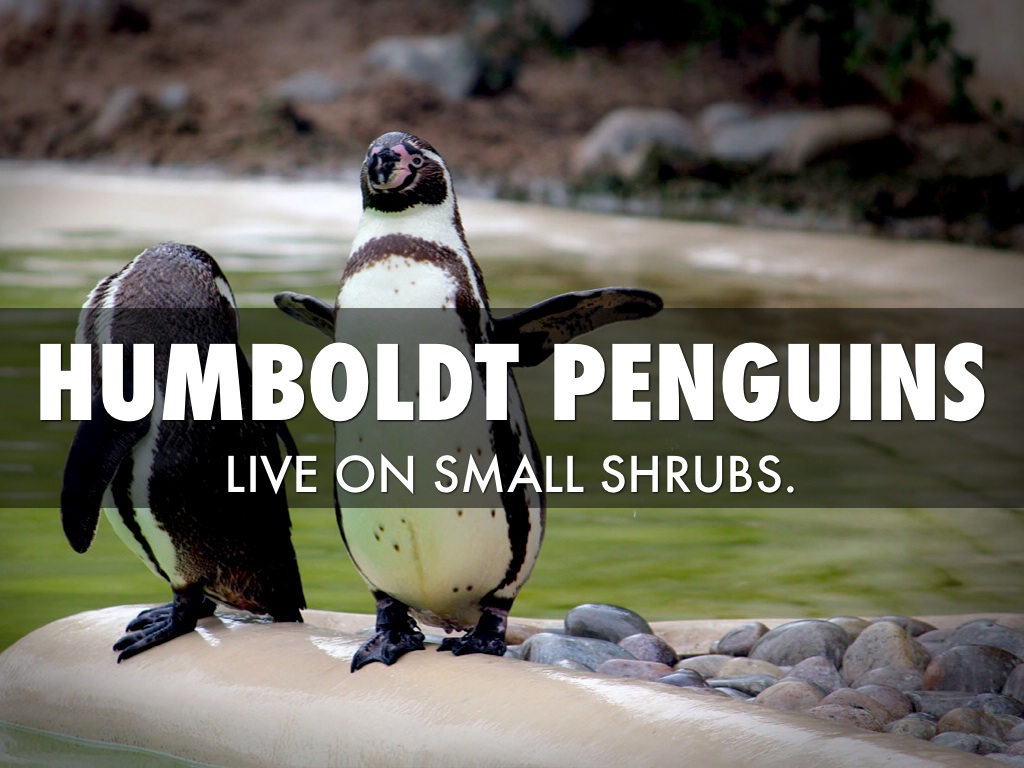 Humboldt Penguins Habitat by Valerie Larpenteur