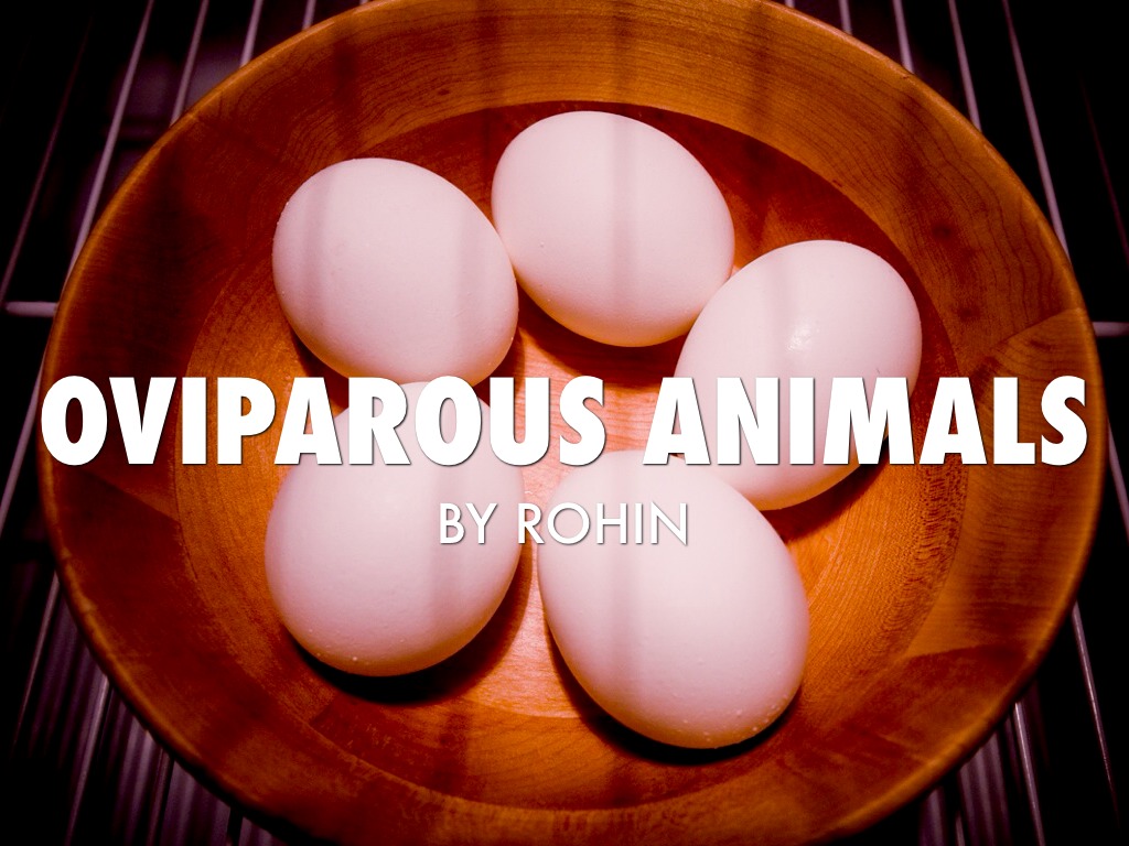 Rohin Oviparous Animals