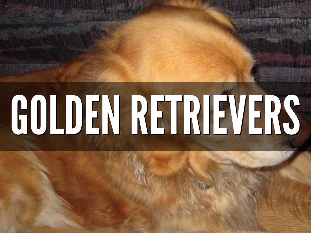 Golden Retrievers