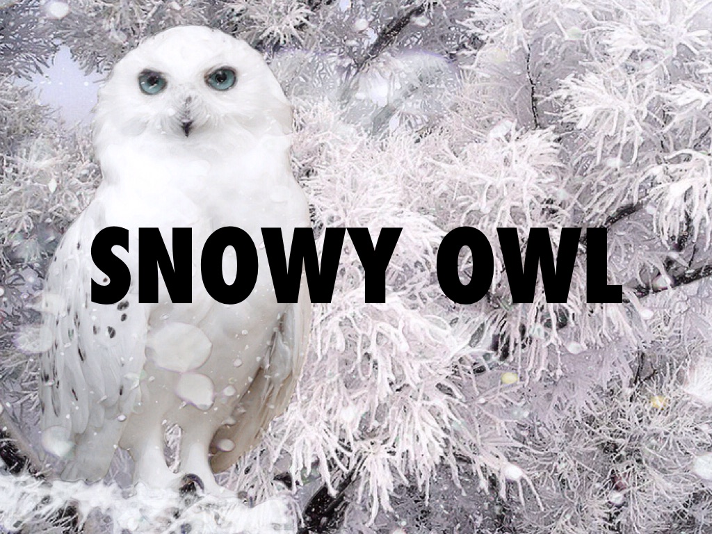 Mimicry and Camouflage 