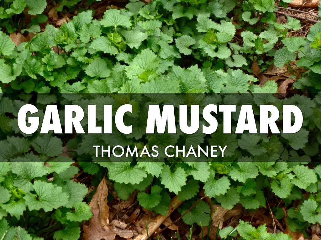 Garlic Mustard