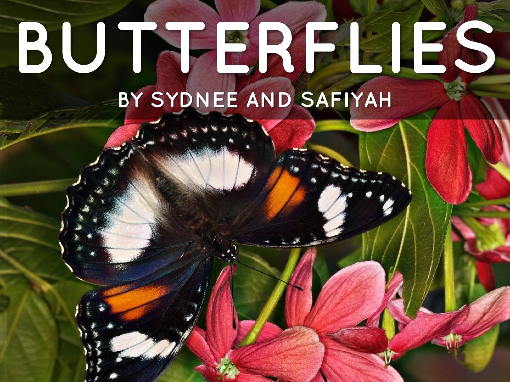 Butterflies