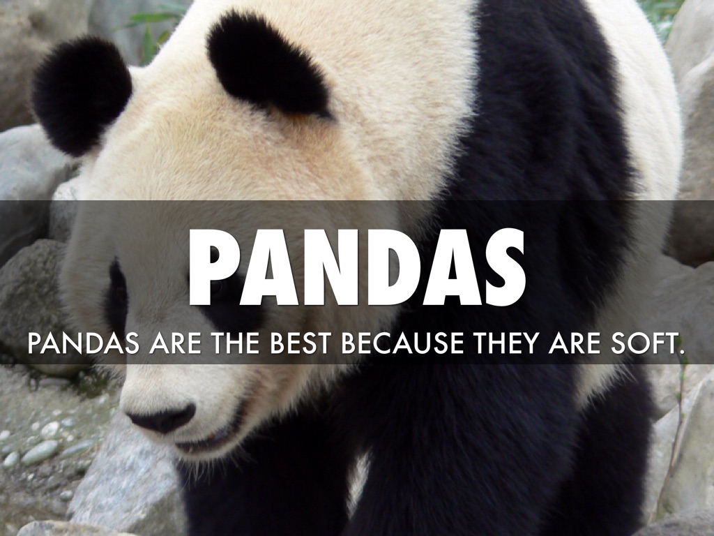 Pandas Are The Best🐼