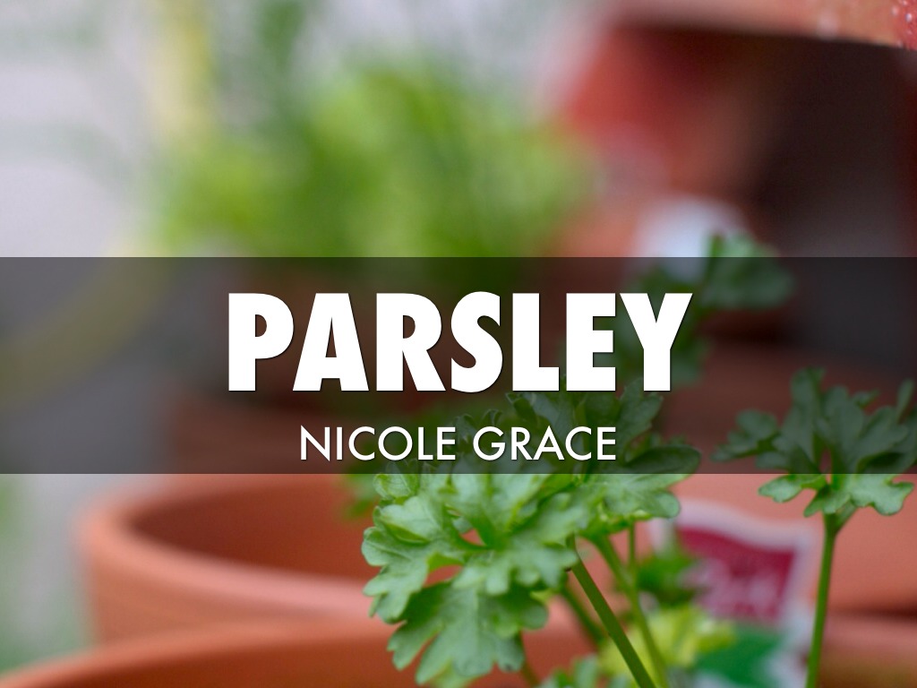 Parsley by Nicole Grace