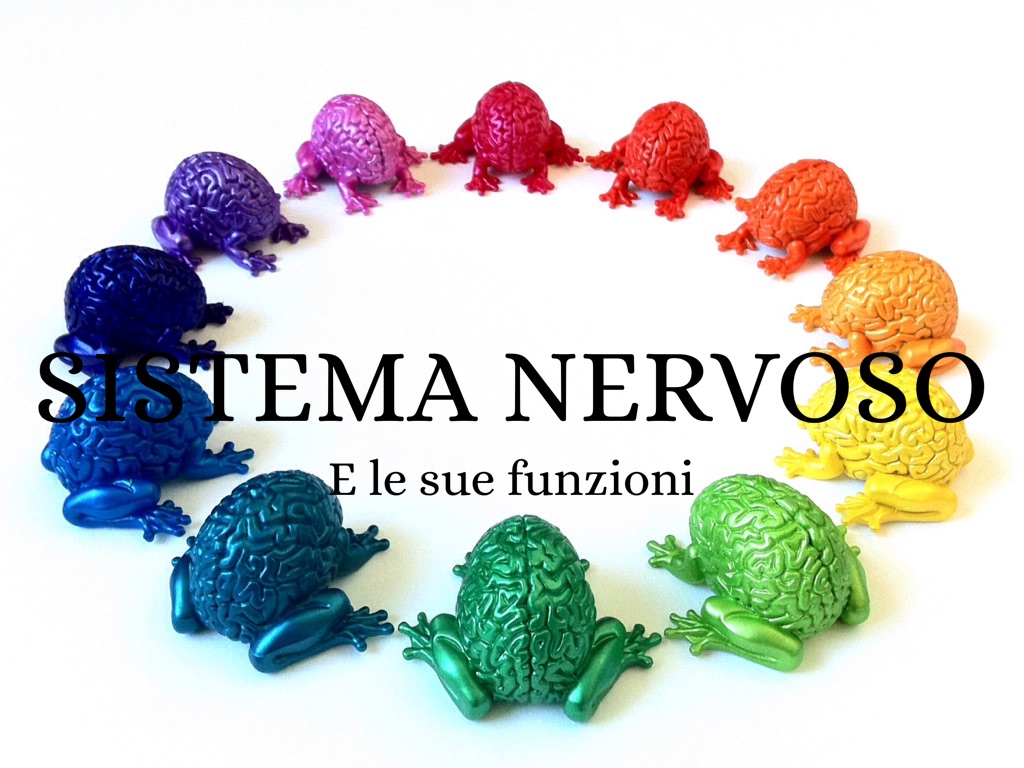 Sistema Nervoso