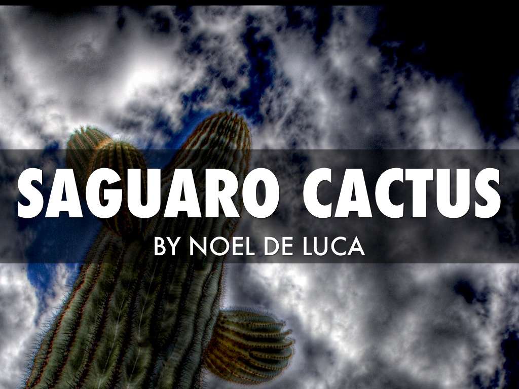 Saguaro Cactus
