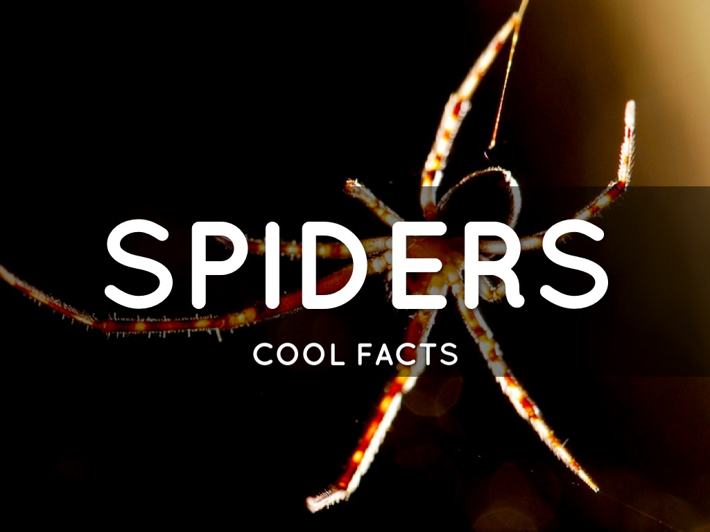 Spiders