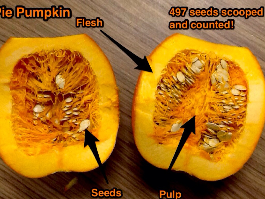 Rotten Pumpkin Experiment by Meghan Zigmond