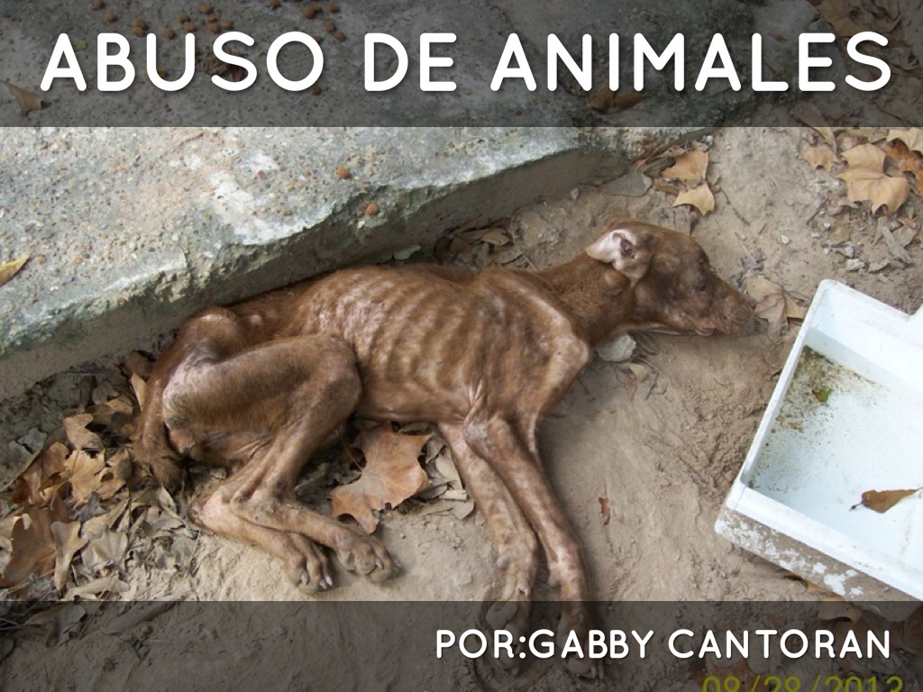 Abuso de animales 