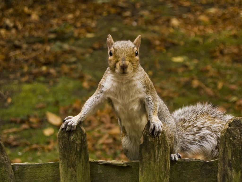 Scientist Attacked By Killer Squirrels