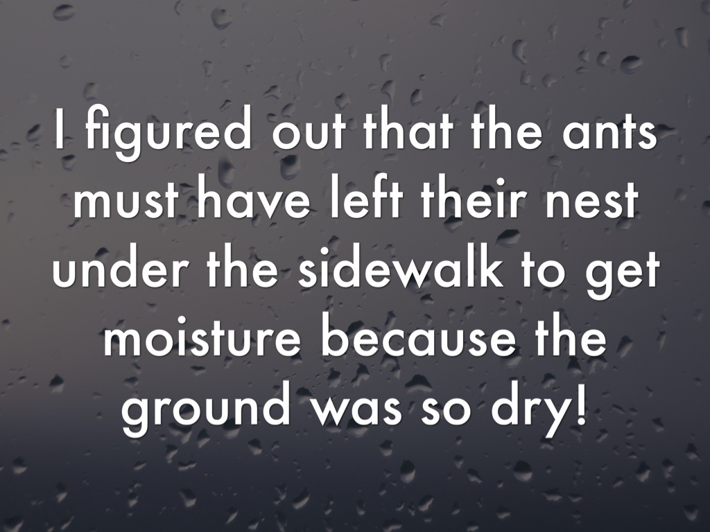 Why Are There So Many Ants??? by Lindsay Jackson