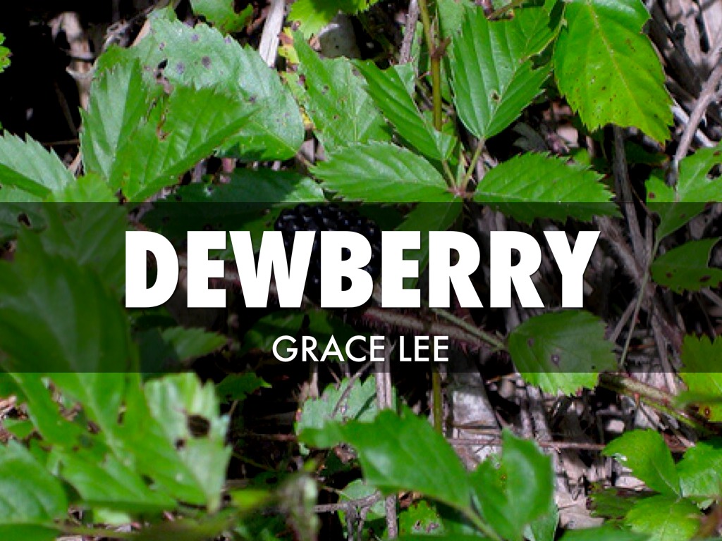 Dewberry