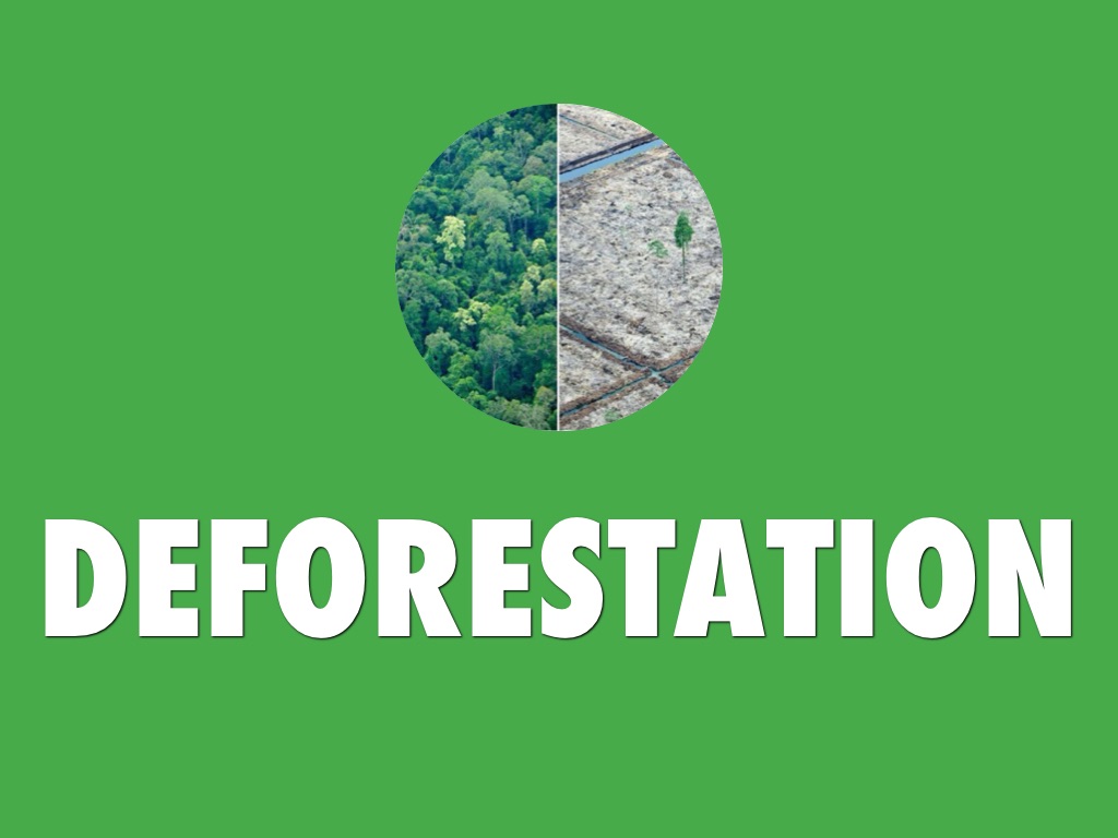 Deforestation