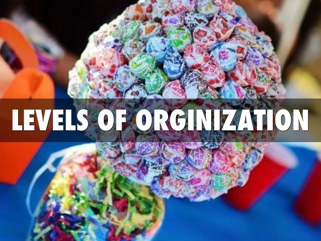 Levels Of Organization 