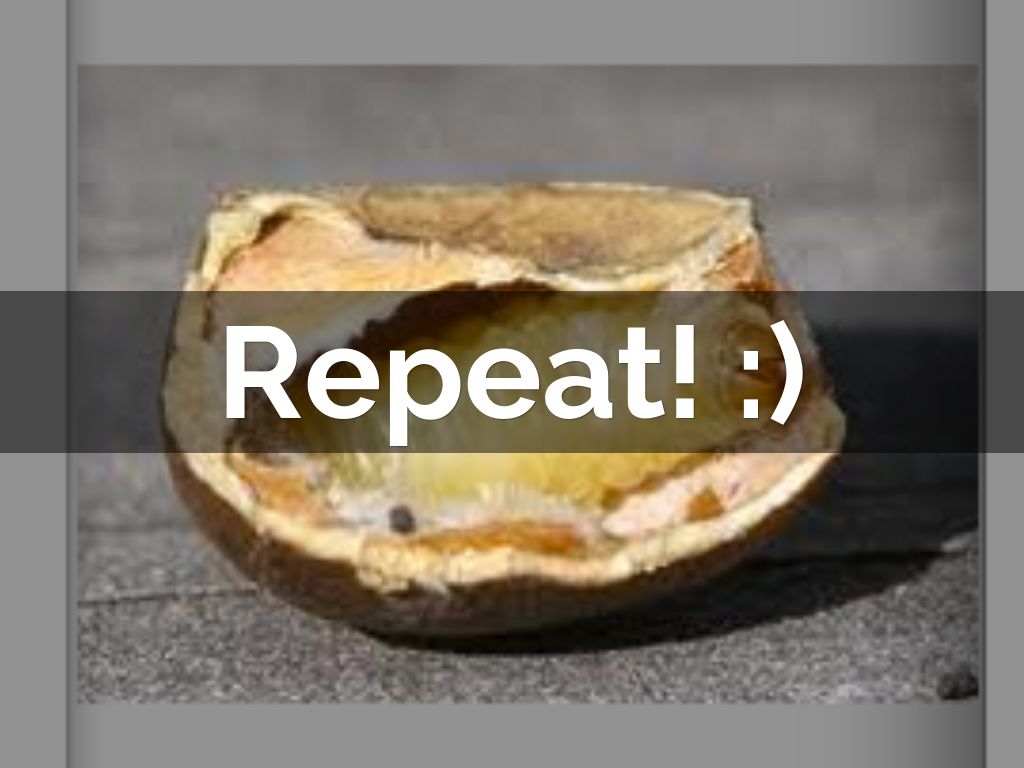 Mexican Jumping Bean Life Cycle by britta.hanson