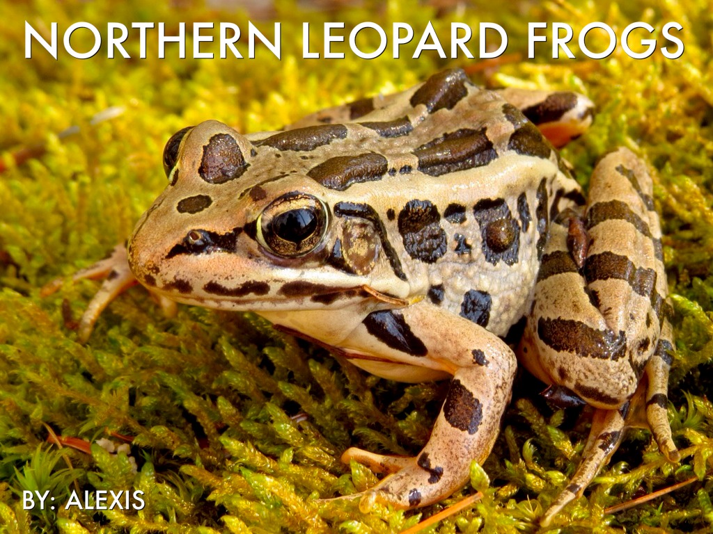 Northern Leopard Frogs
