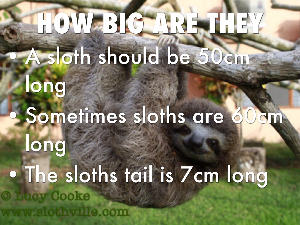 Sloths by Daniel Reyes
