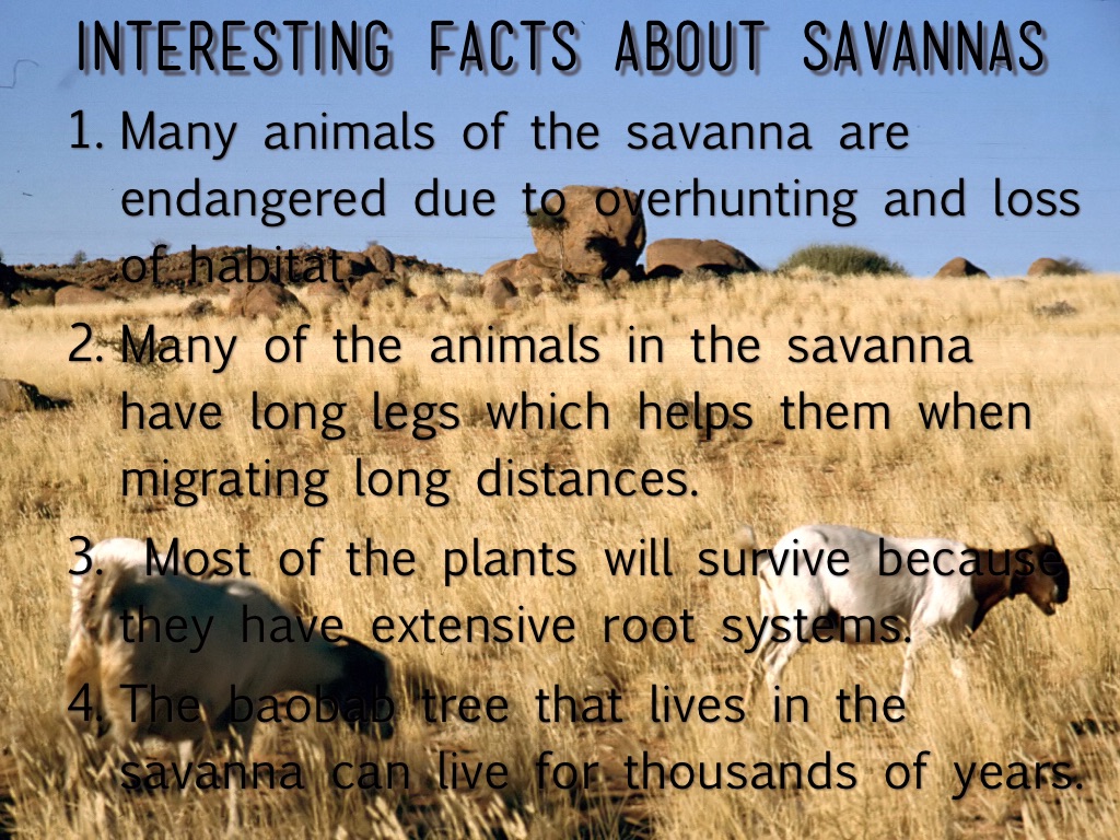 Savanna Biome Facts Savanna Biome Biomes Savanna - vrogue.co