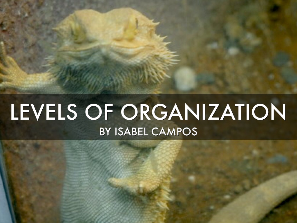 levels of organization
