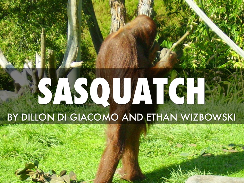 Sasquatch