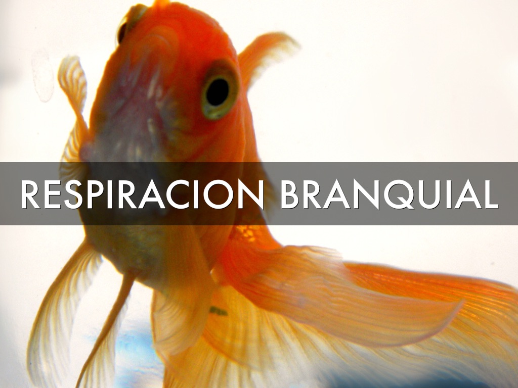 Estructura Branquial 