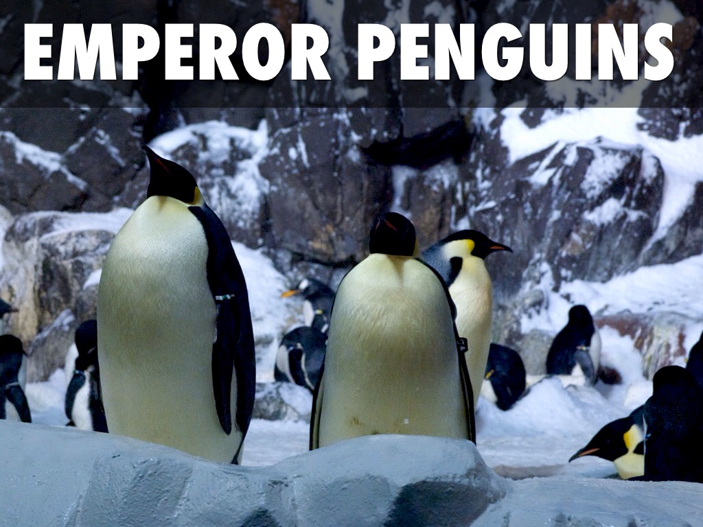 Penguins 