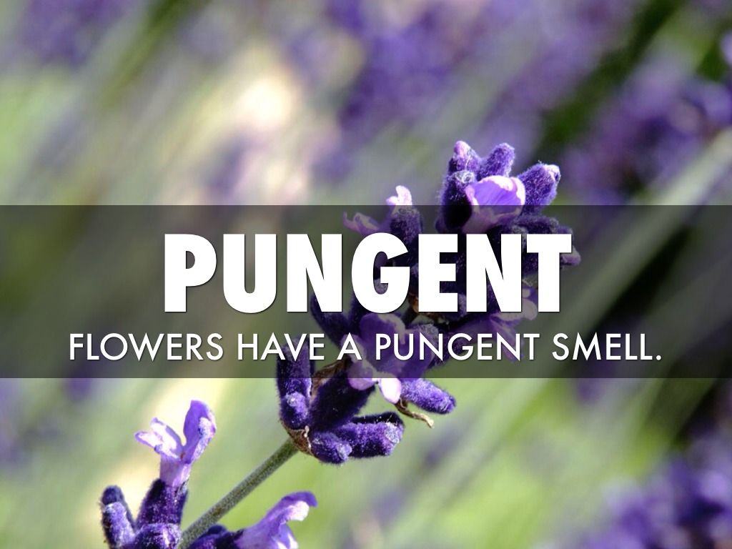 Vocabulary by Casey Patyk