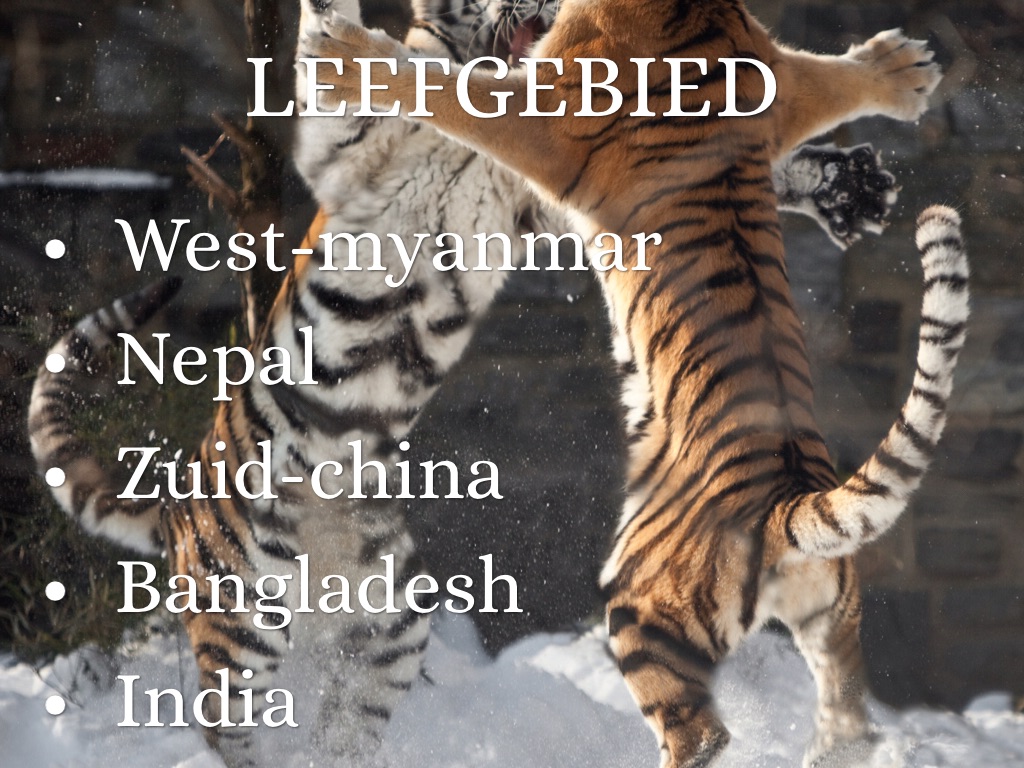 Bengaalse Tijger by Elayna Mastenbroek, image size:1024x768