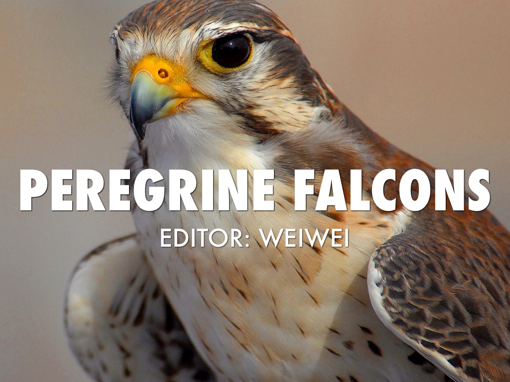 Peregrine Falcons