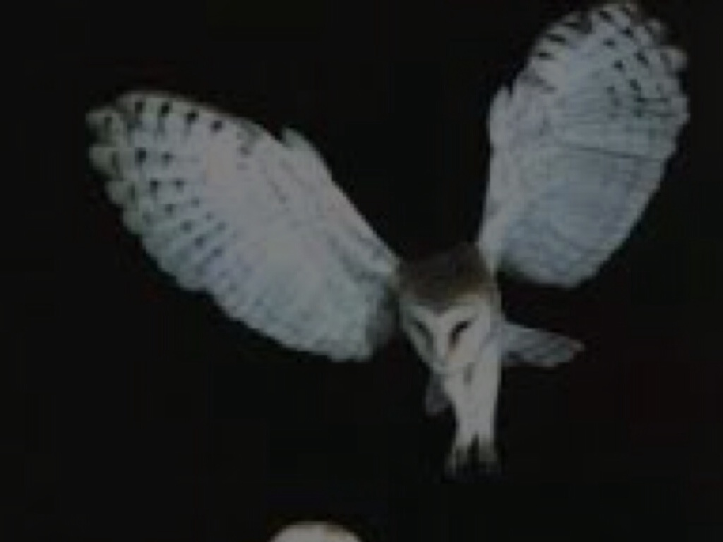 Owls