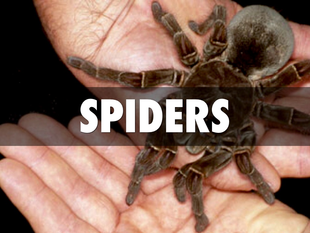 Spiders