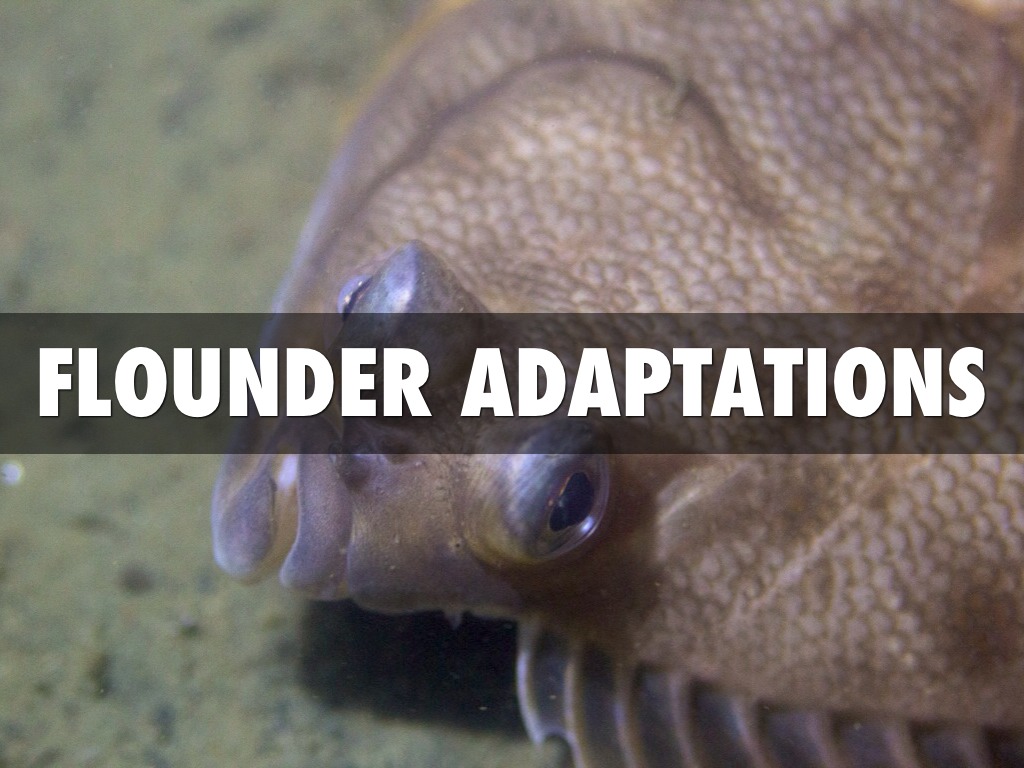Flounder Adaptation by Cooper Southard