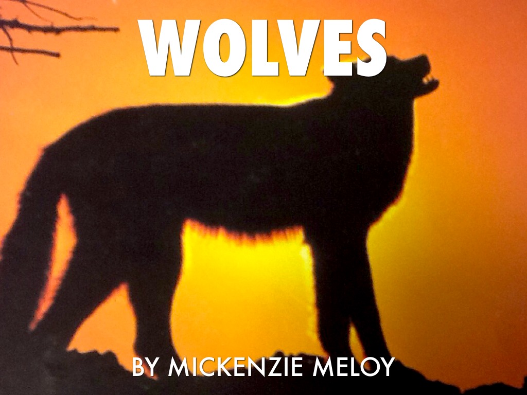 Wolves By Mickenzie