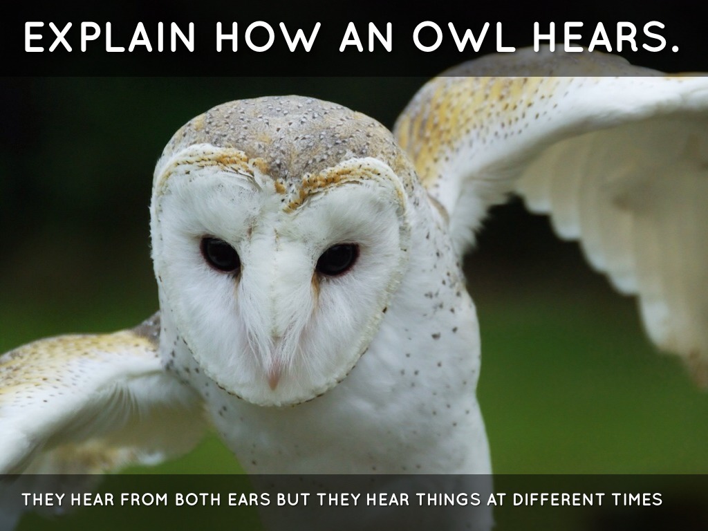 Owls by melissaberry17