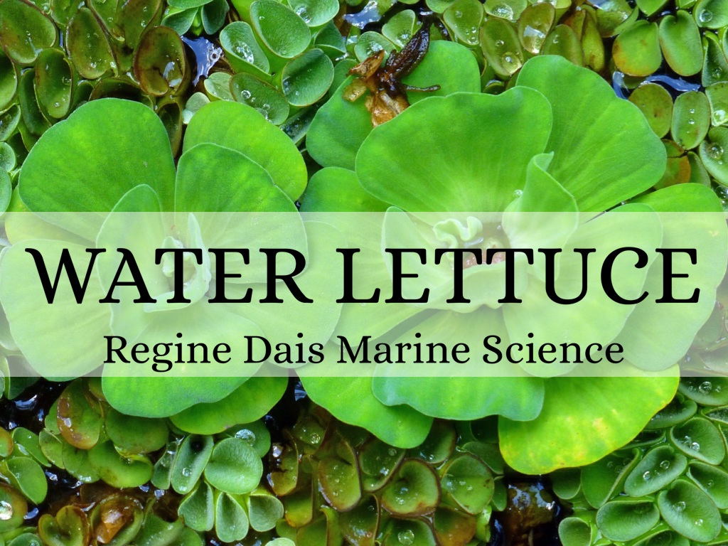 Water Lettuce
