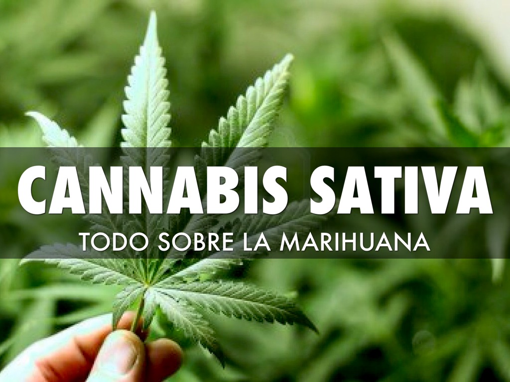 CANNABIS SATIVA