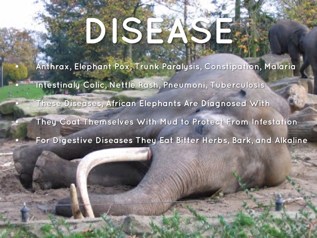 Elephant by Callie Sundin