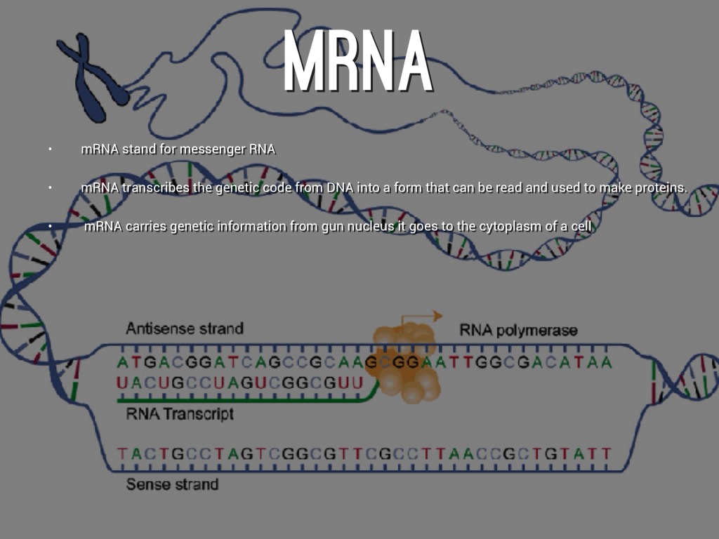 Types Of RNA by Muhammed Pirbhai