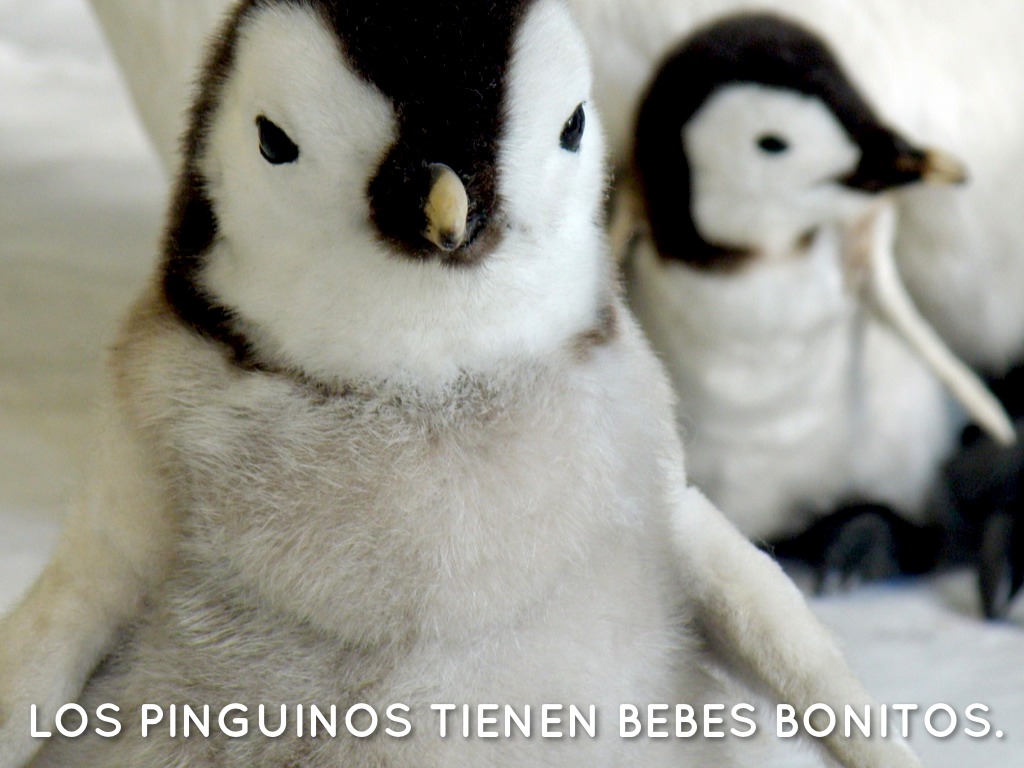 Los Pingüinos by Kathleen Glenn Los Pingüinos by Kathleen Glenn