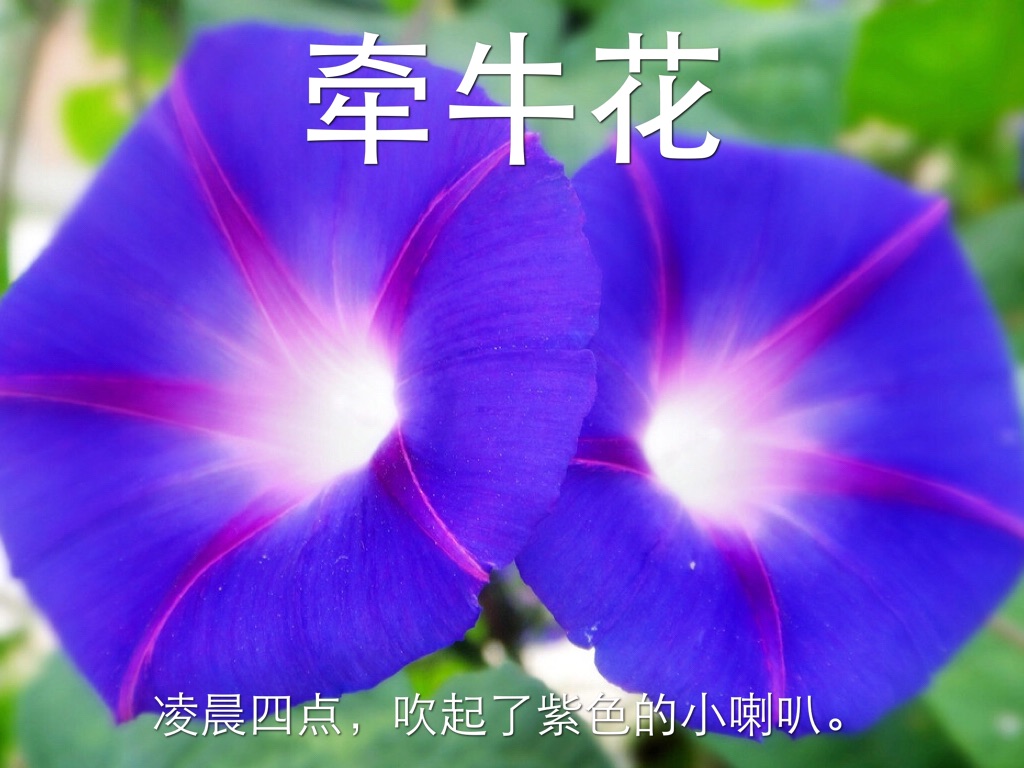 花钟 