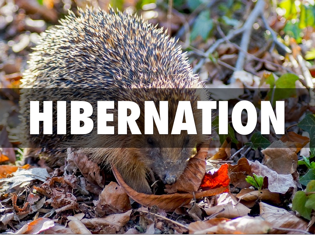 Hibernation 