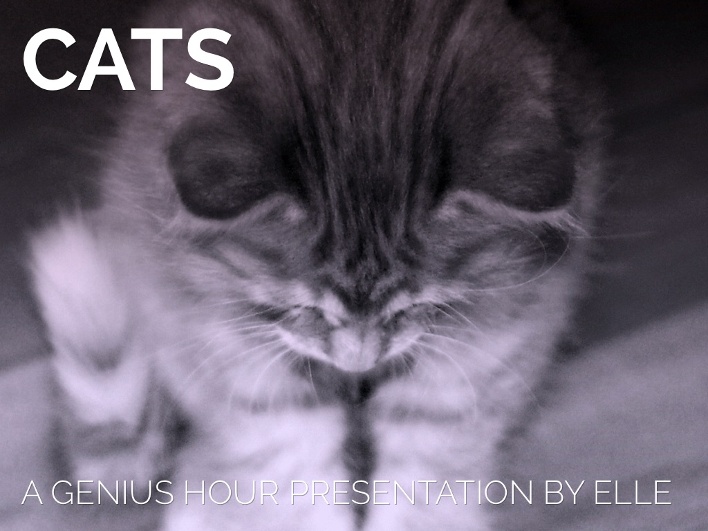 Elle-Genius Hour😸