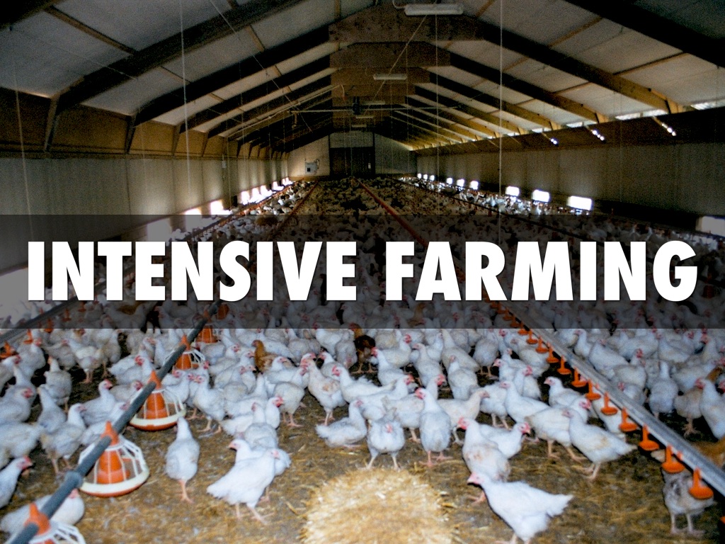 Intensive Farming 