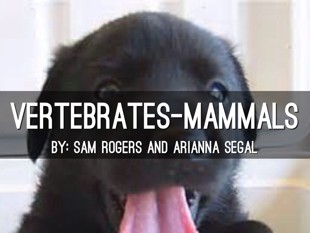 Vertebrates- Mammals
